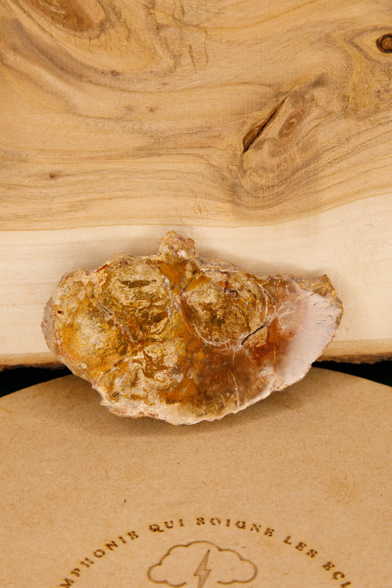Bois Fossile en tranche