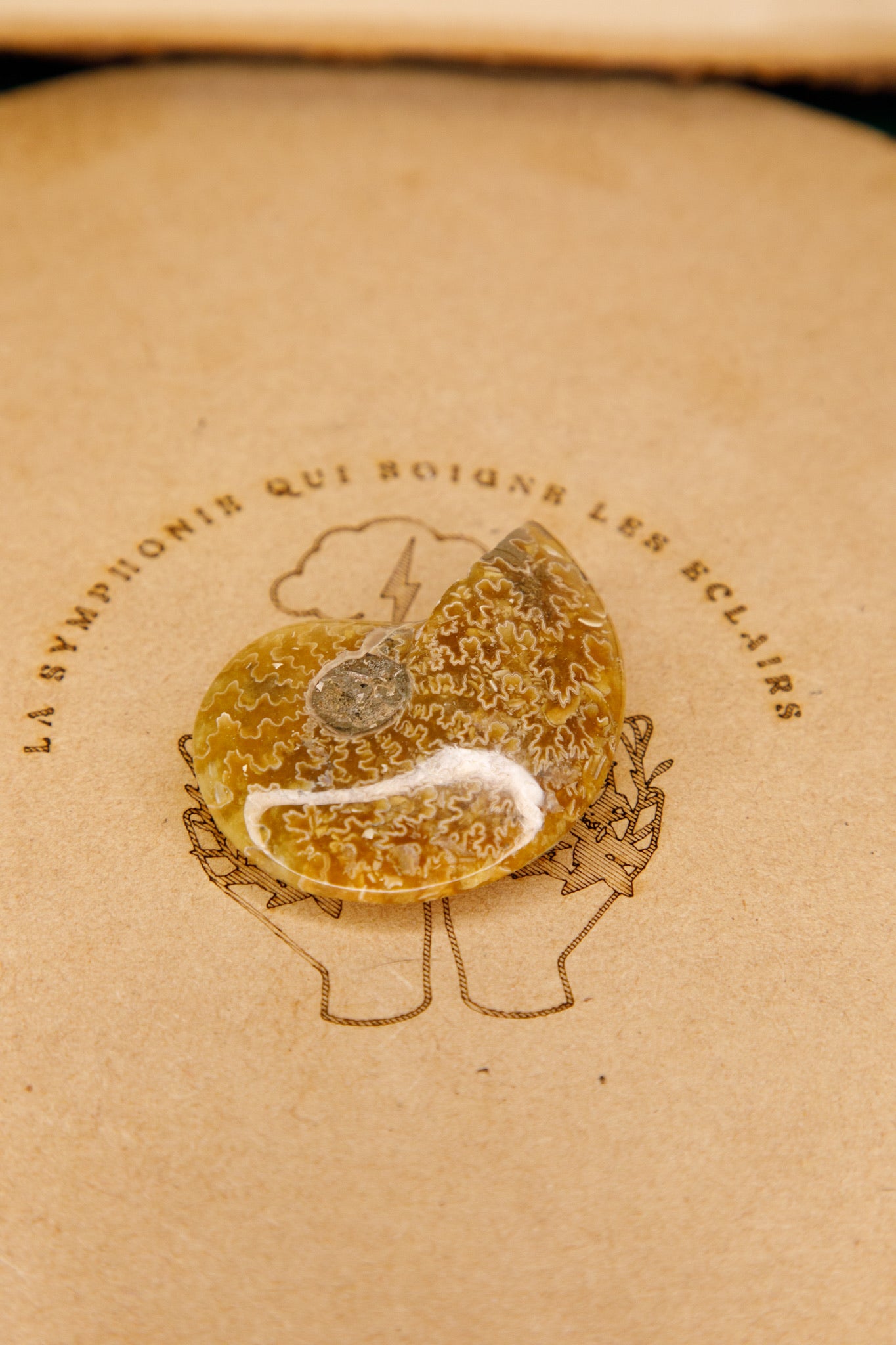 Ammonites « Fougères »