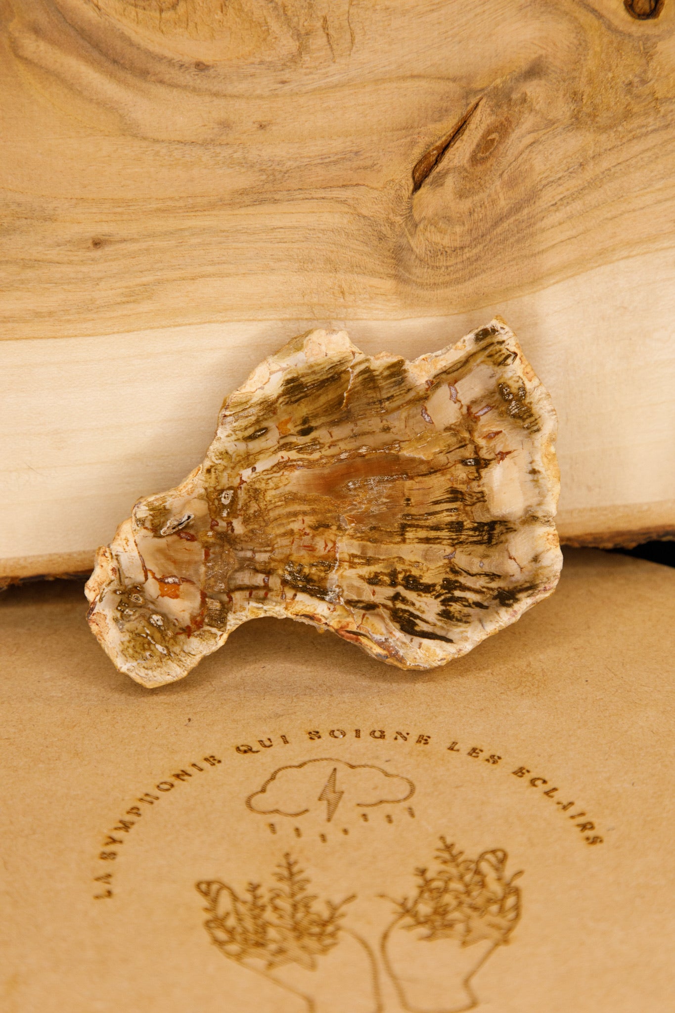 Bois Fossile en tranche