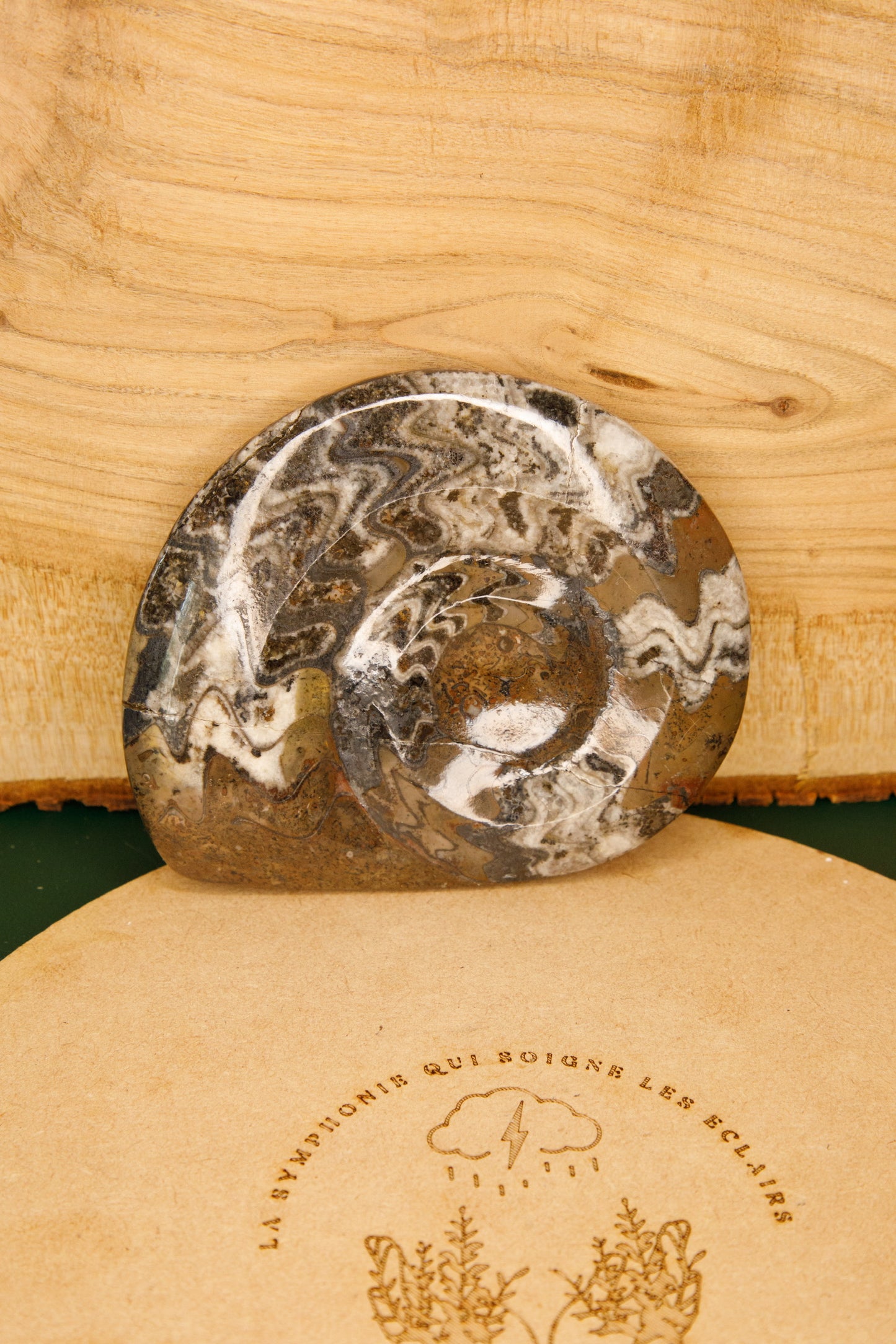 Fossile de Goniatite poli