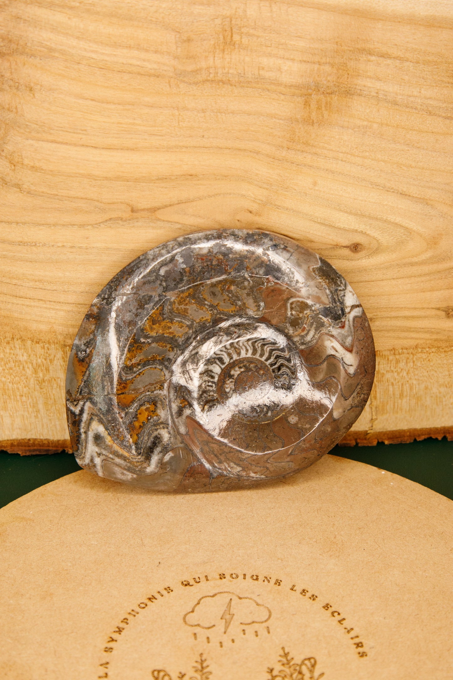 Fossile de Goniatite poli