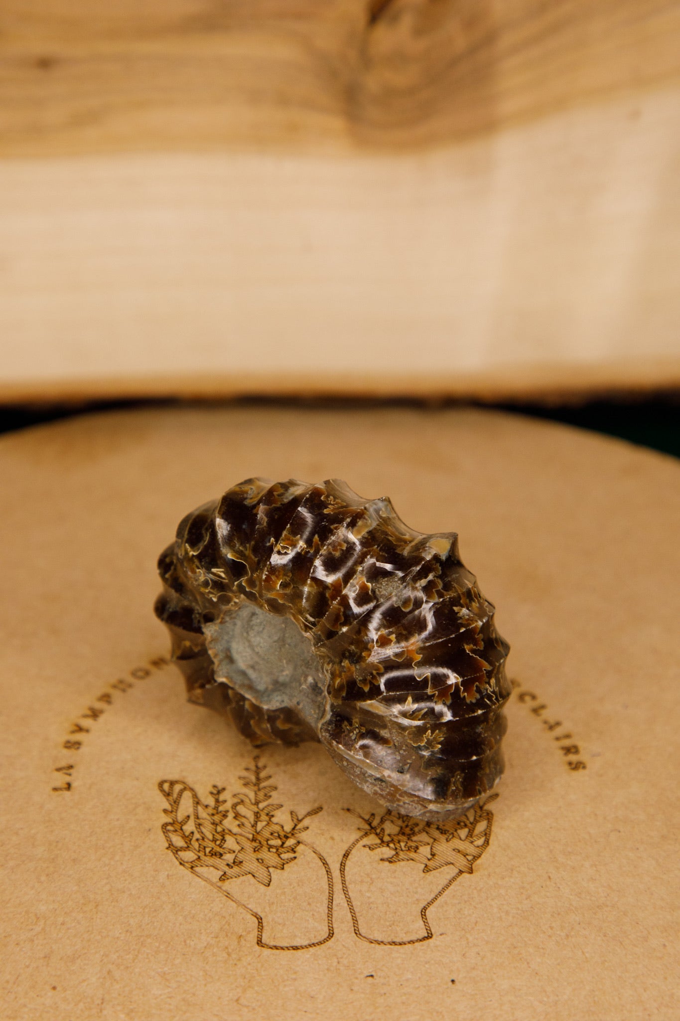 Ammonites « Tracteurs »