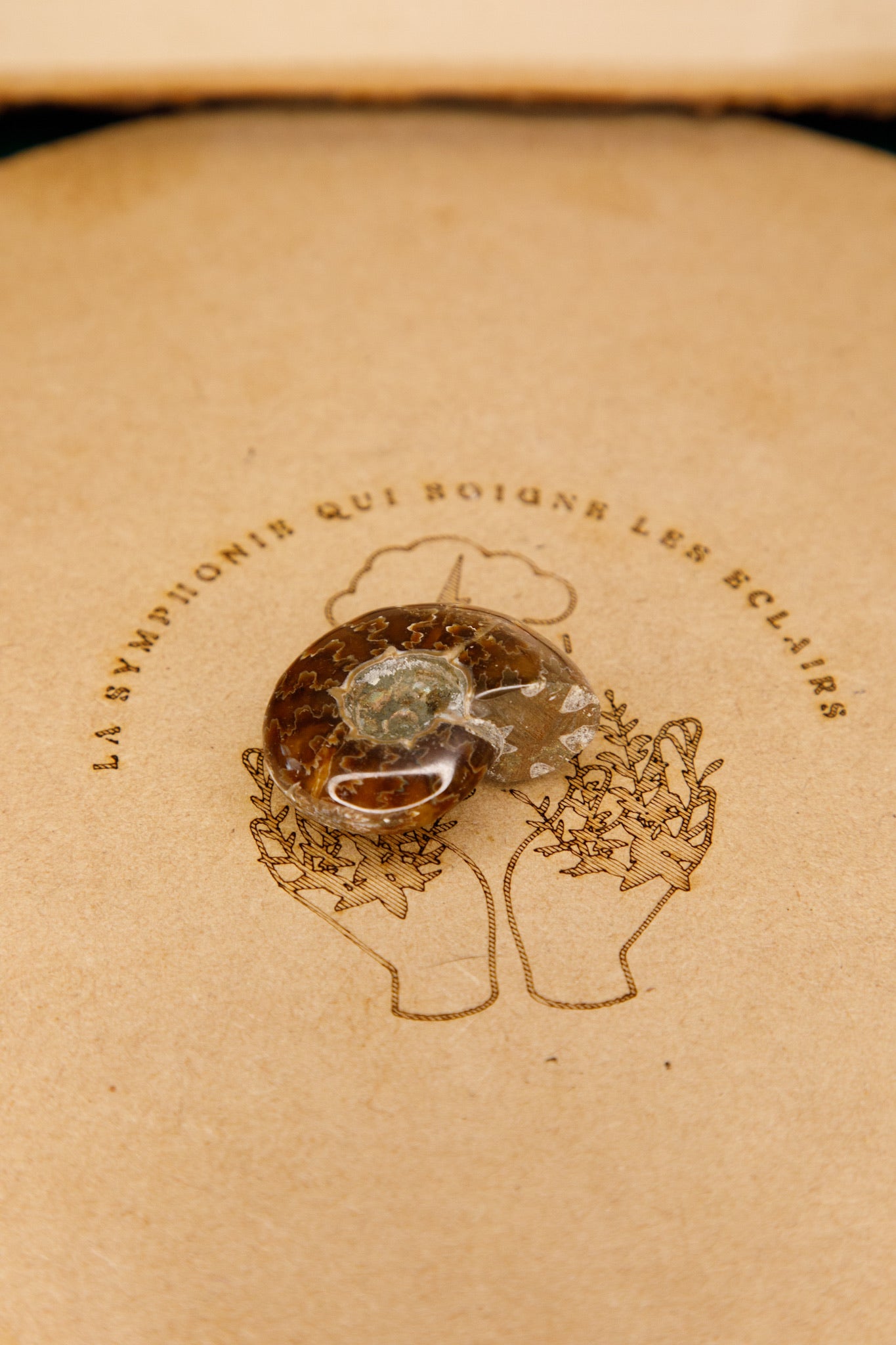 Ammonites « Fougères »