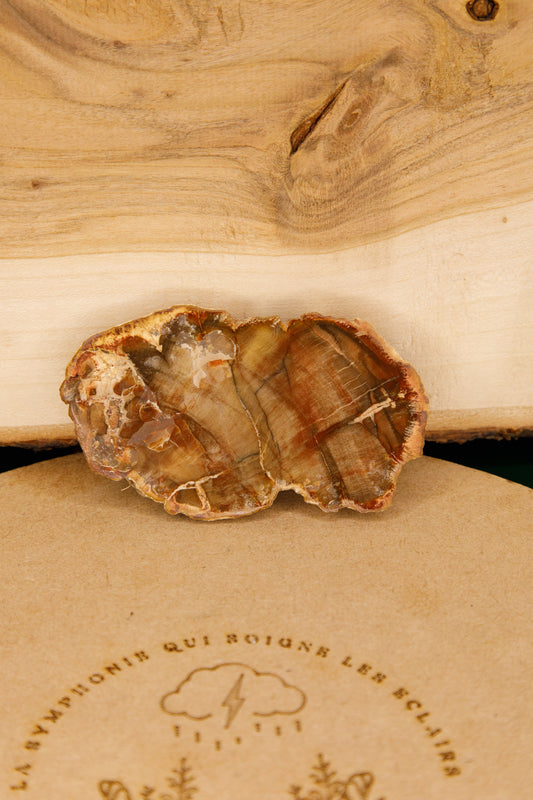 Bois Fossile en tranche