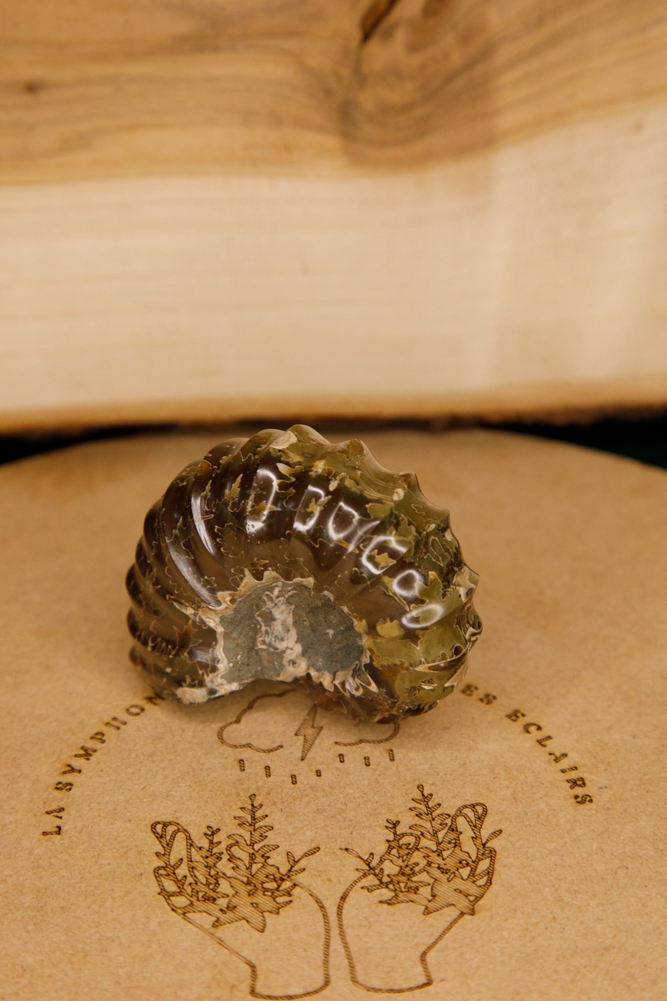 Ammonites « Tracteurs »