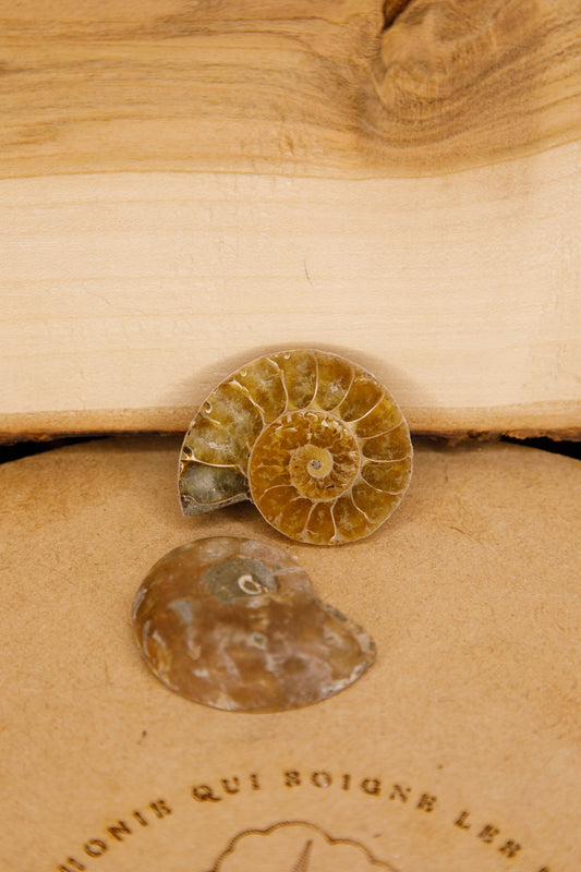 Ammonites opalisées Sciées