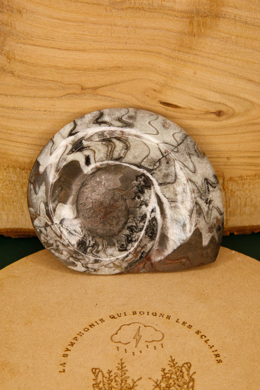 Fossile de Goniatite poli
