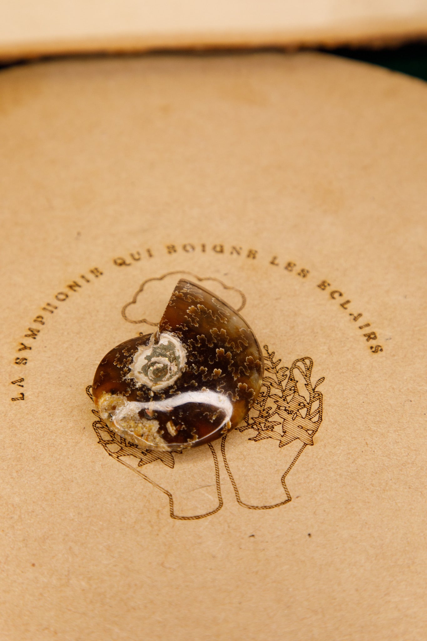 Ammonites « Fougères »